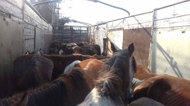 Vendían carne de burro y caballo de manera ilegal