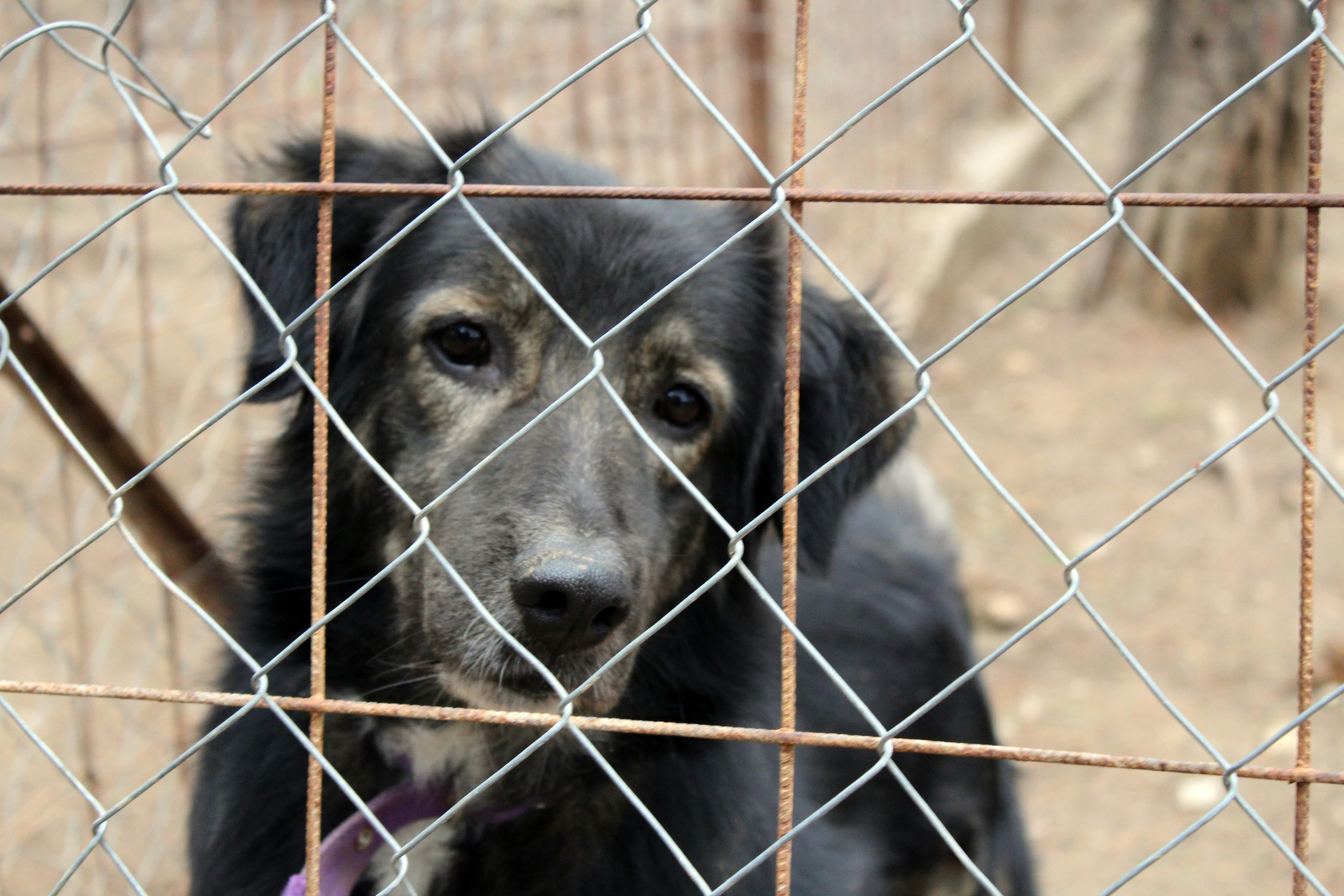 Este 27 de febrero es el Día Mundial de la Esterilización Animal