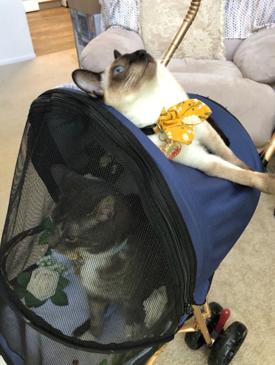 Gato como padrino de bodas