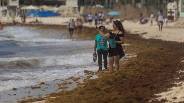 Sargazo en playas de Quintana Roo