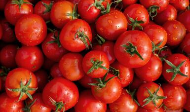 Claro que hay una gran preocupación de los productores tomateros en México.