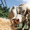 ¿Qué es la rabia bovina? Esto dicen las autoridades en Puebla