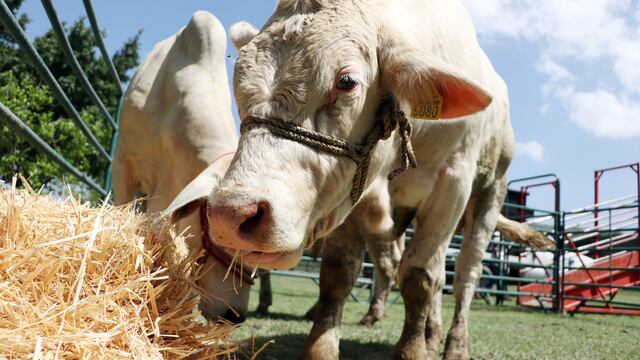 Autoridades de Puebla responden ante posibles casos de rabia bovina.
