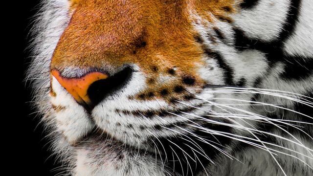 Tigre de malasia podría desaparecer en tres años o menos
