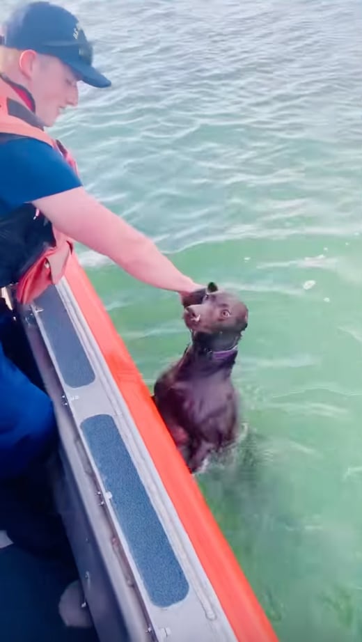 Rescate de perrita en el mar
