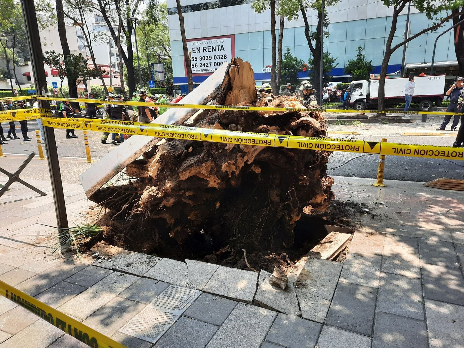 Se salvó de milagro: Árbol de Insurgentes y Georgia en la Nápoles aplastó su carro