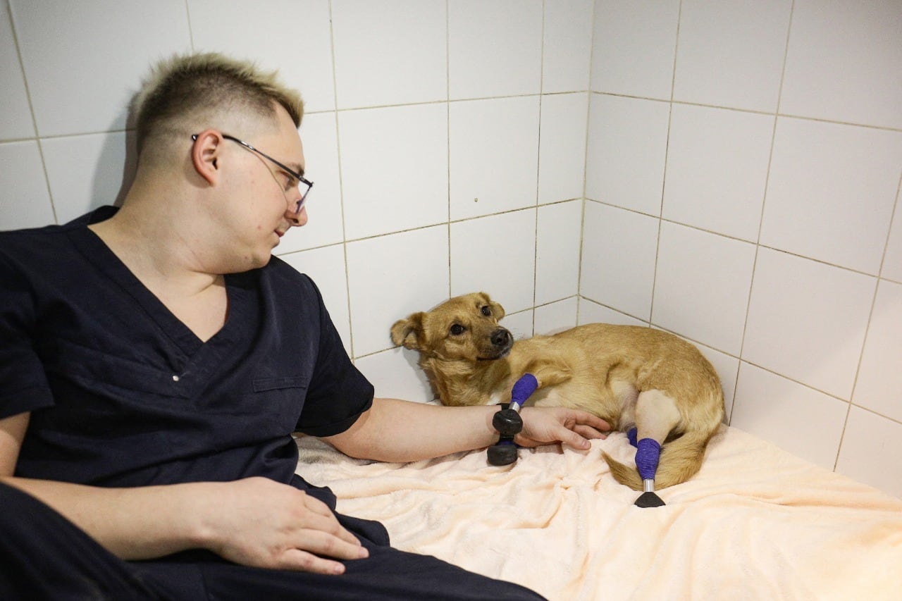 Monika, la perrita rusa que volvió a caminar