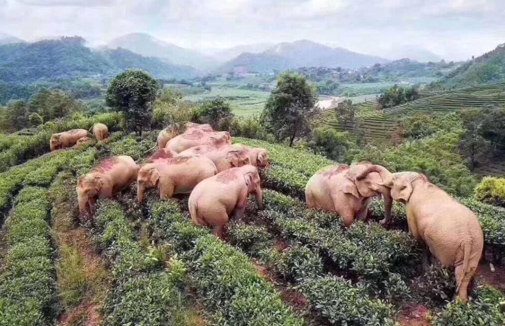 Elefantes en busca de comida.