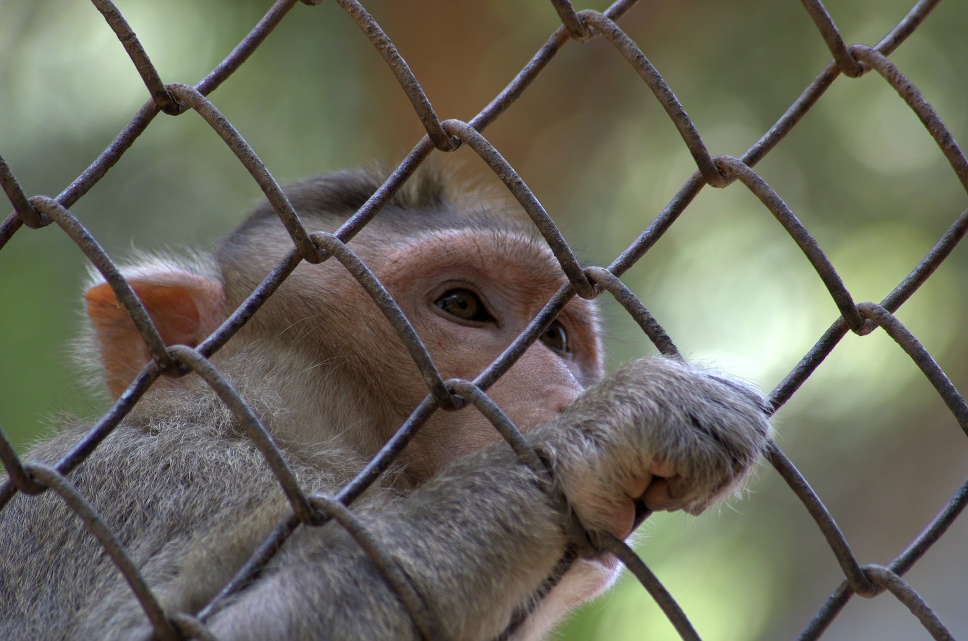 Los monos rhesus fueron infectados con MERS-CoV, cepa del coronavirus