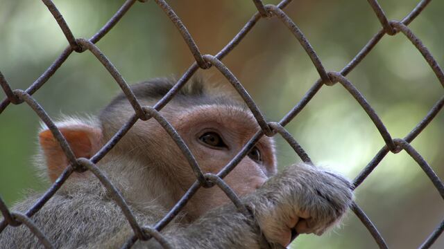Los monos rhesus fueron infectados con MERS-CoV, cepa del coronavirus