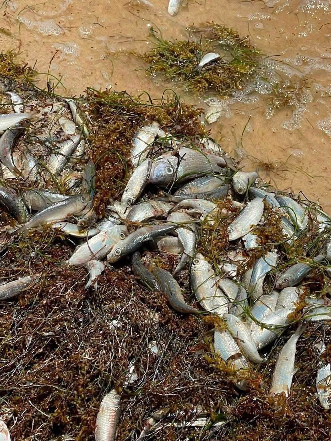Aparecen peces muertos en Punta Caracol