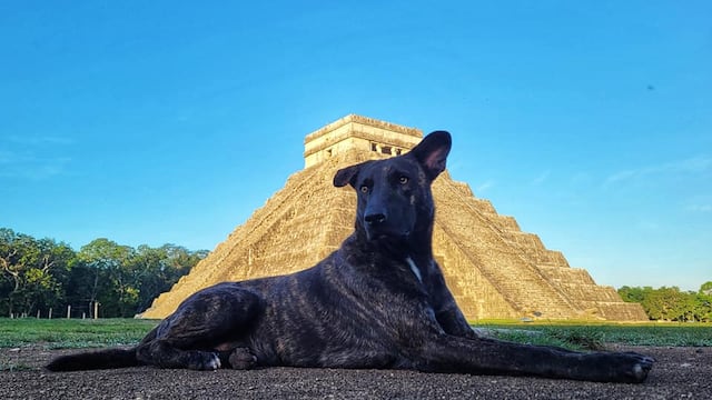 Perritos guardianes de Chichén Itzá