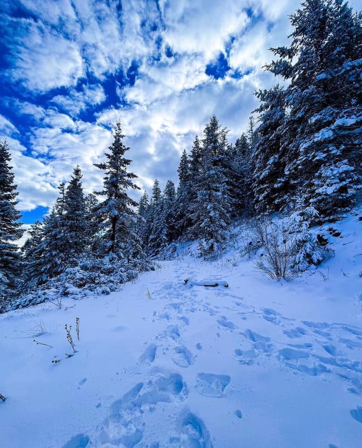 Las mejores fotos de la caída de nieve en Durango
