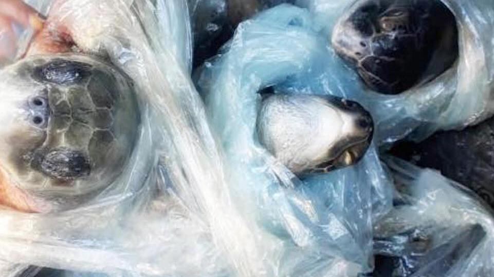 Detienen a 2 hombre que transportaban tortugas caguama, especie en peligro de extinción