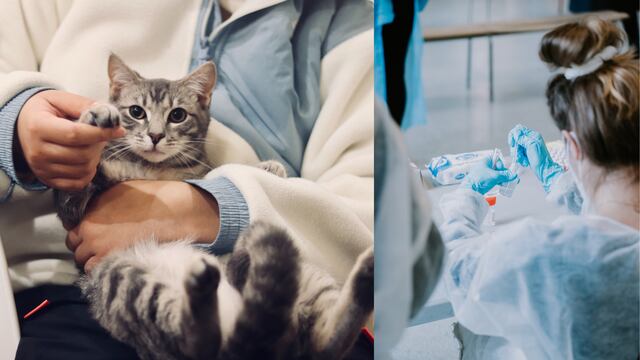 Día del veterinario en México