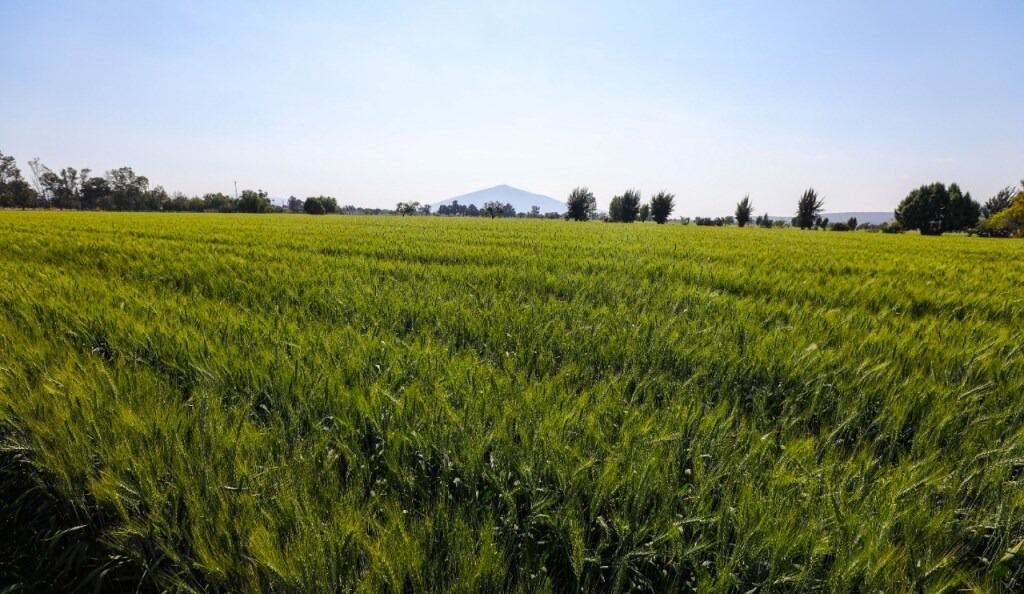 Grupo Maseca (Gruma) comprometida con el campo mexicano