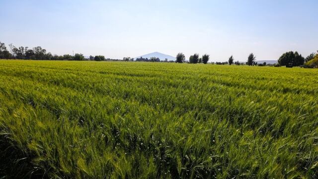 Grupo Maseca (Gruma) comprometida con el campo mexicano