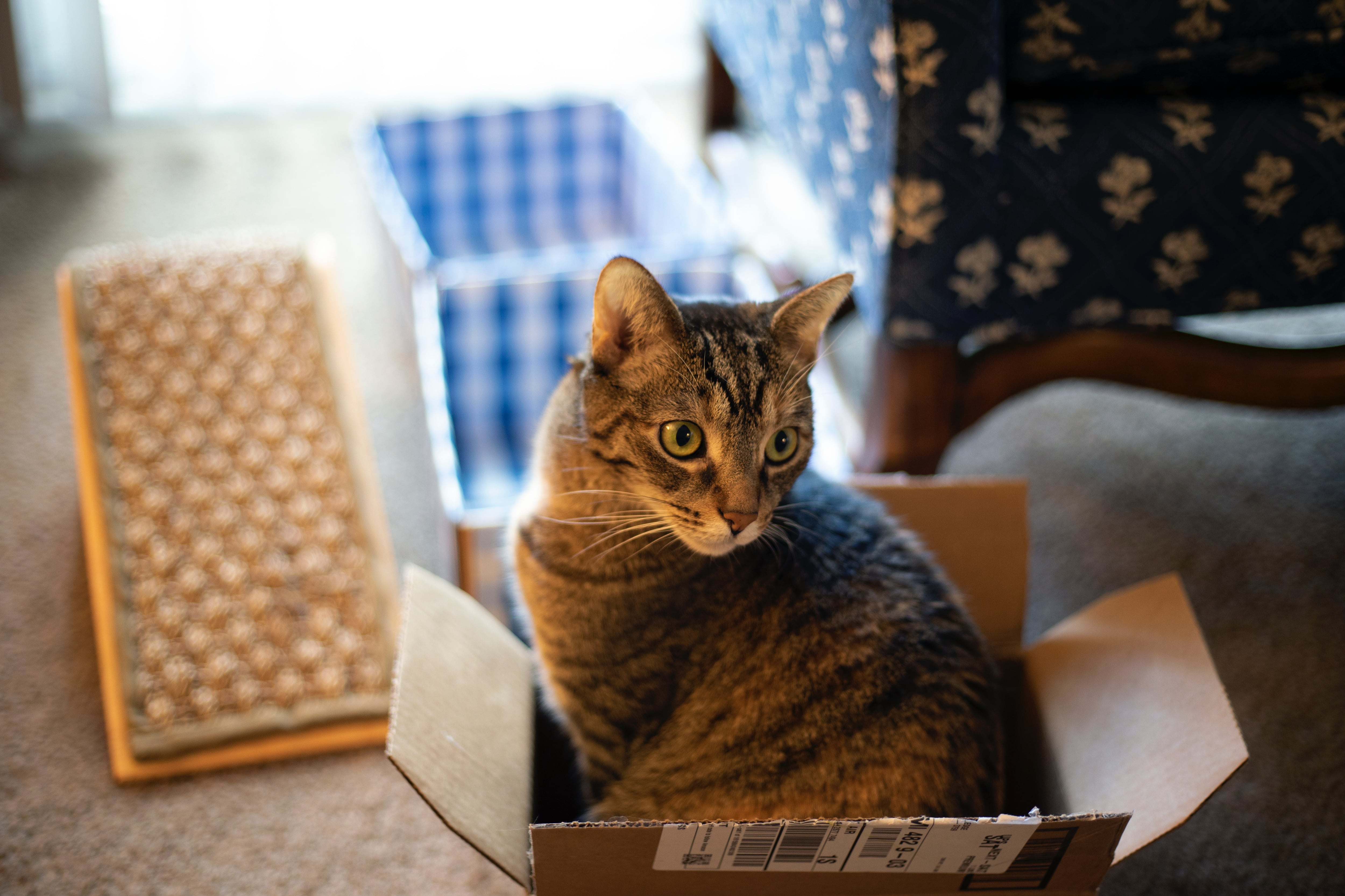 Aunque la caja sea pequeña, el gato se mete