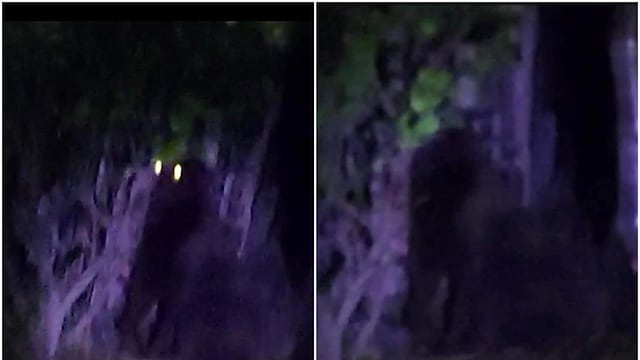 Reportan gorila extraviado en Hidalgo