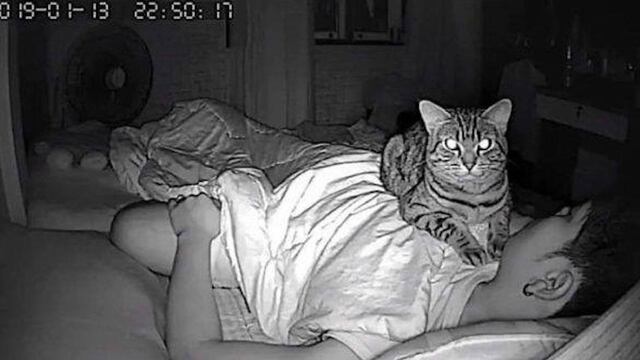 Gato asfixia a su dueño en la noche