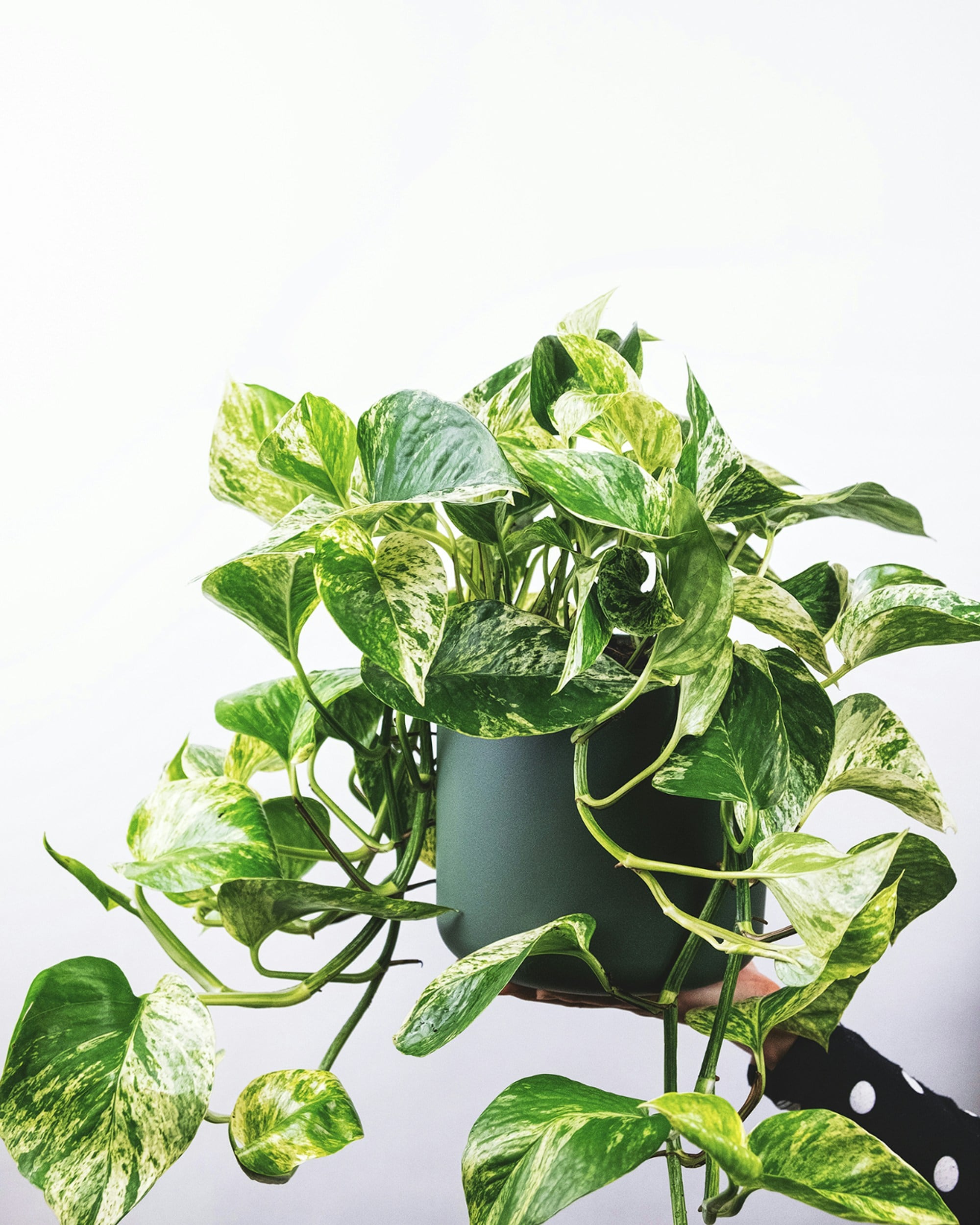 Pothos, planta