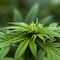 ¿Es confiable invertir en negocios relacionados a la marihuana?