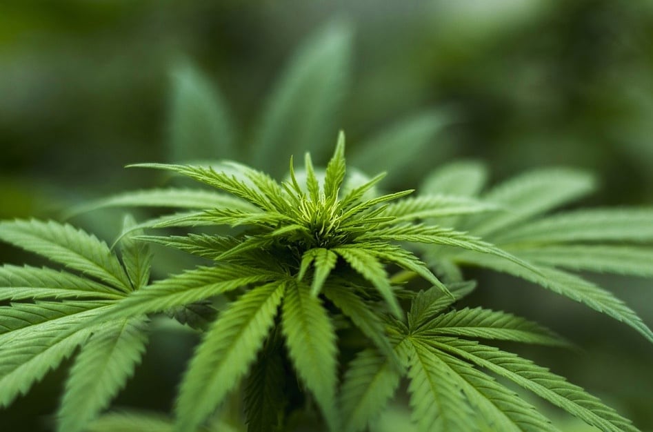 Planta de marihuana