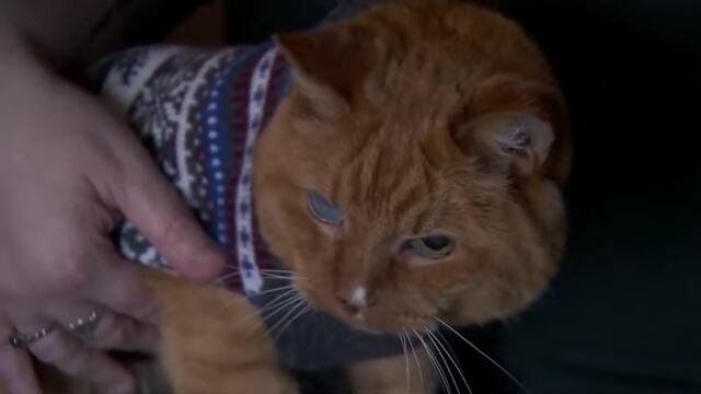 'Samm', el gato más longevo del mundo