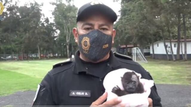 Cría de mono aullador