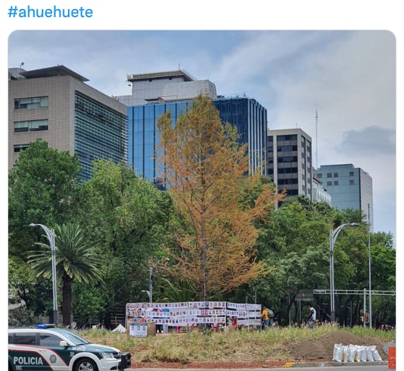 Afirman que el ahuehuete de Reforma se estaría secando