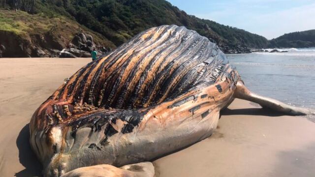 muerte de ballena jorobada en Guerrero/internet