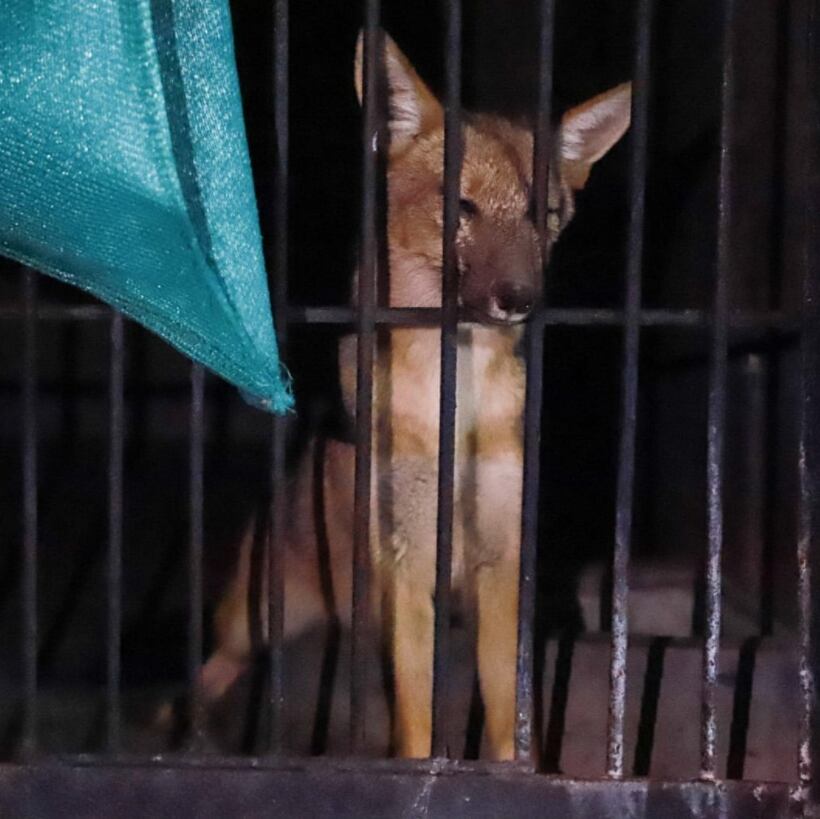 Zorro