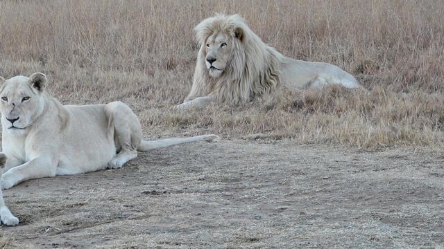 Leones blancos