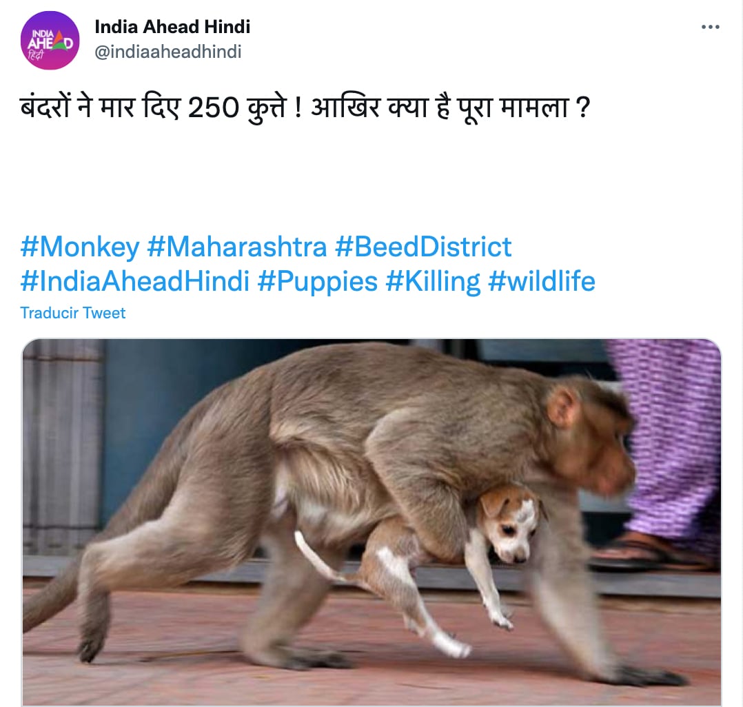 Mono captura a perrito