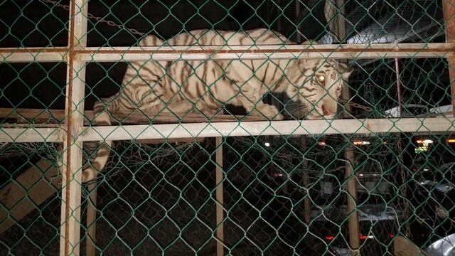Tigre de bengala asegurado.