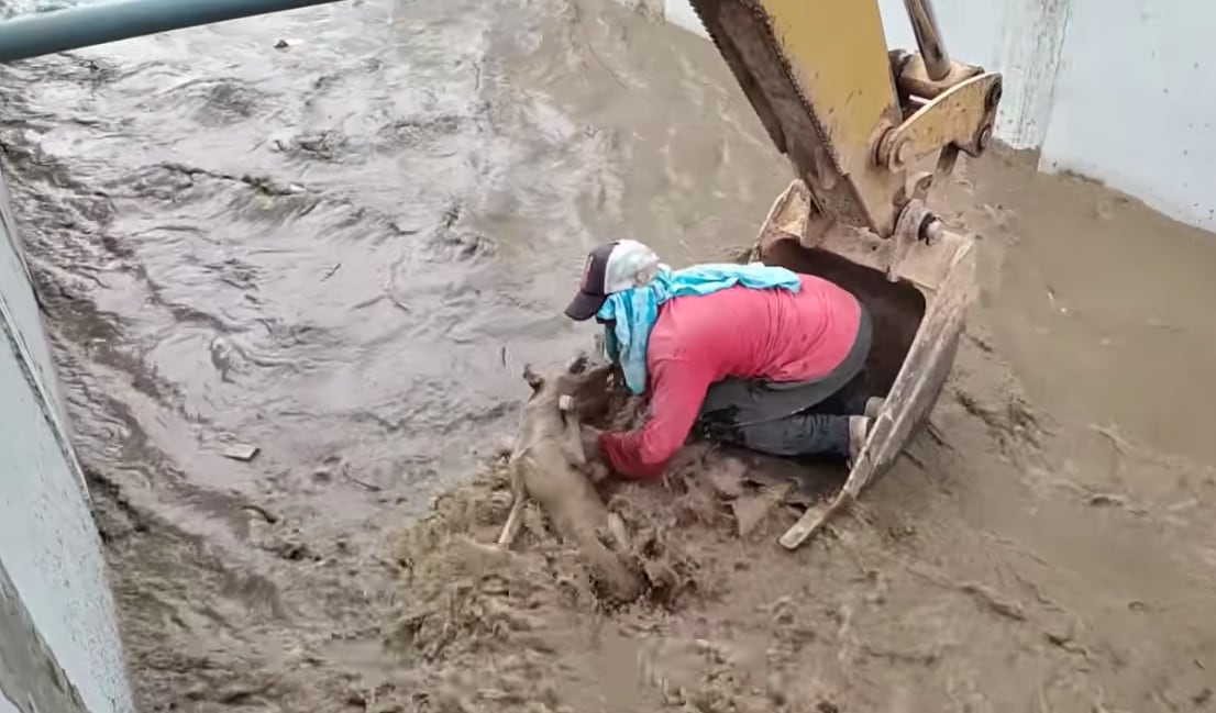 Rescate del perro