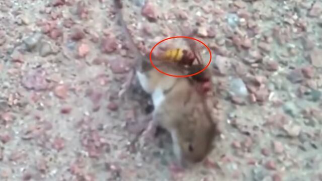 Avispón mata a ratón