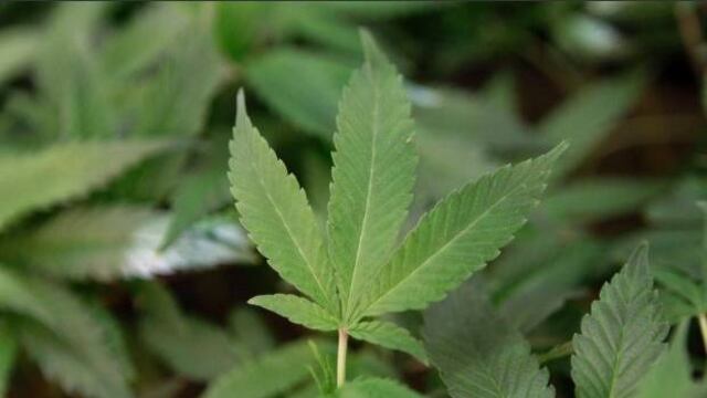 Consumo de mariguana