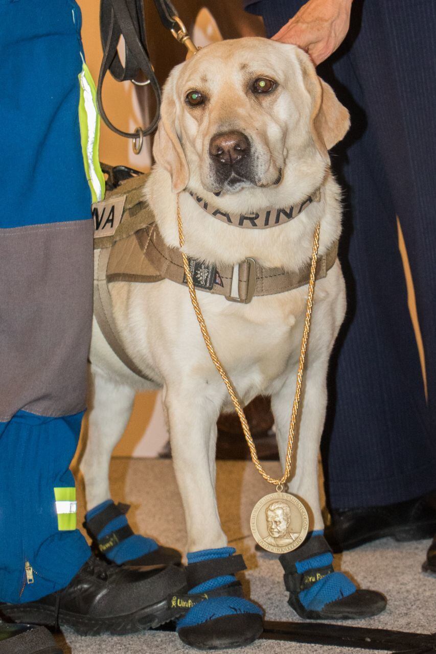 Galardonan a Frida, la perrita rescatista