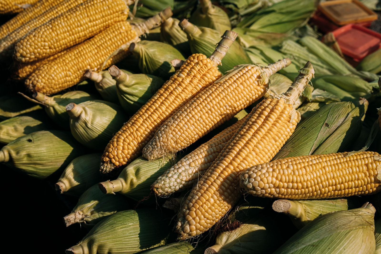 Productores de maíz en Michoacán recibirán apoyo complementario.