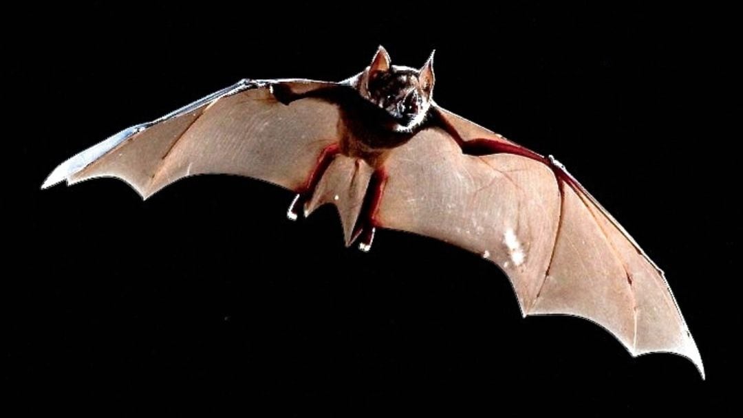 Nueva especie de murciélago es descubierta en la Selva Lacandona, Chiapas