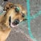Ella es Canela, la perrita que trabaja como checadora de rutas en combis de Pachuca