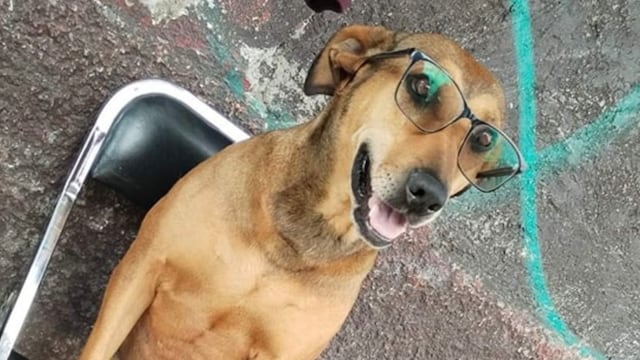 Canela, la perrita checadora de rutas de combis en Pachuca