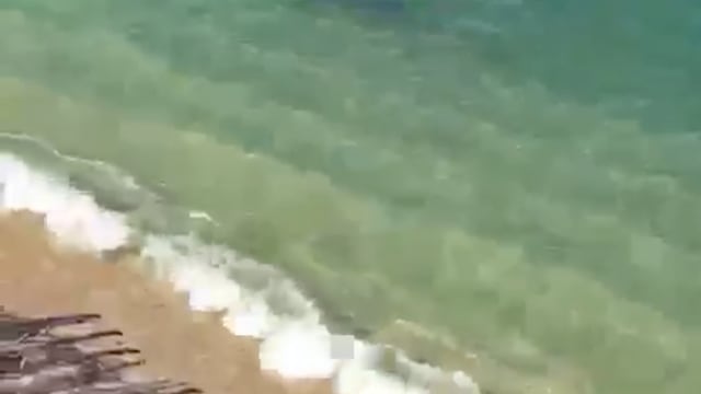 Tiburón en Puerto Marqués