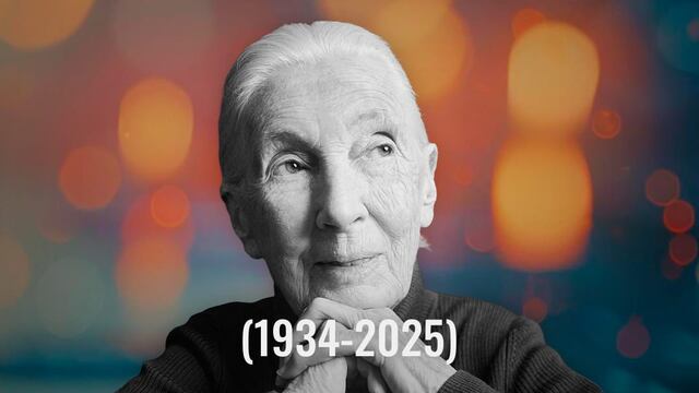 Muere Jane Goodall a los 91 años de edad