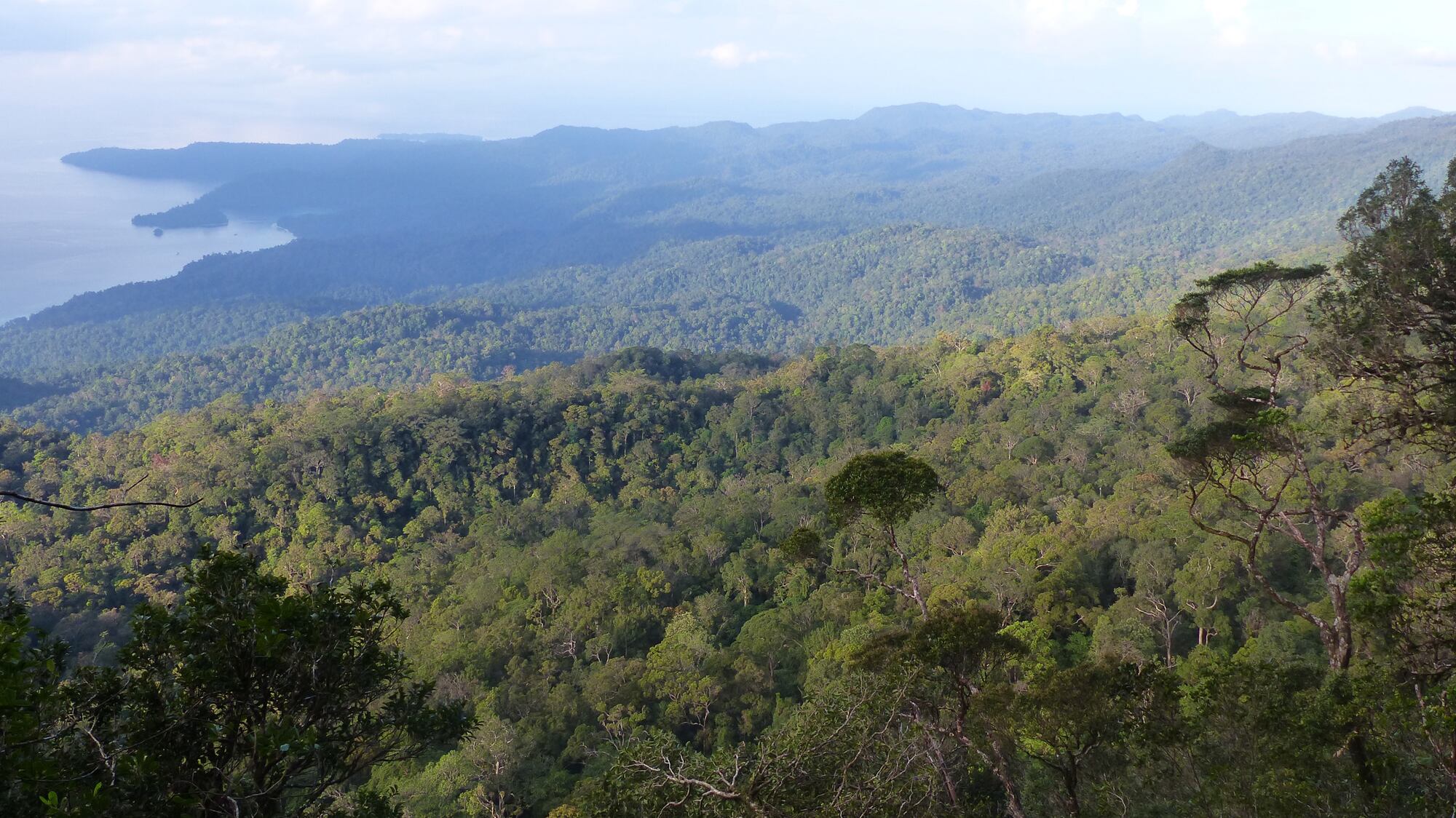 Bosque de Kumawa, Papúa Nueva Guinea