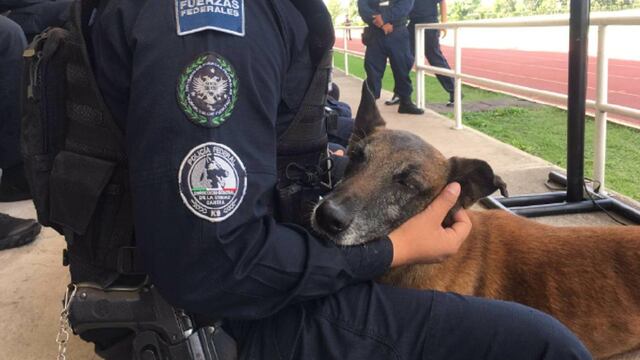 Oficial canino jubilado