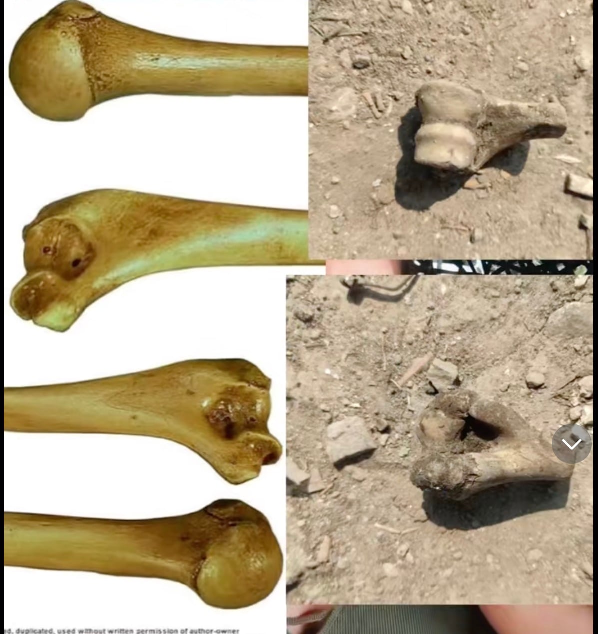 Antropóloga en TikTok detecta huesos de perro usados para consumo