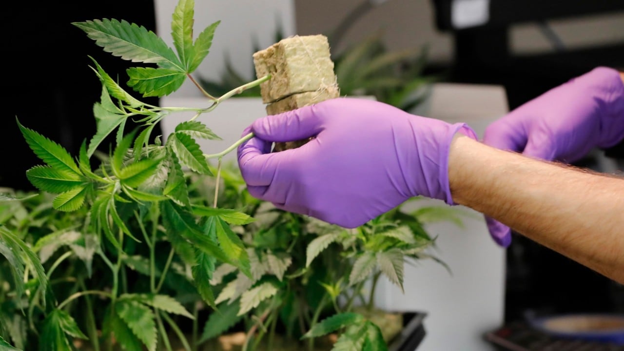 Cannabis