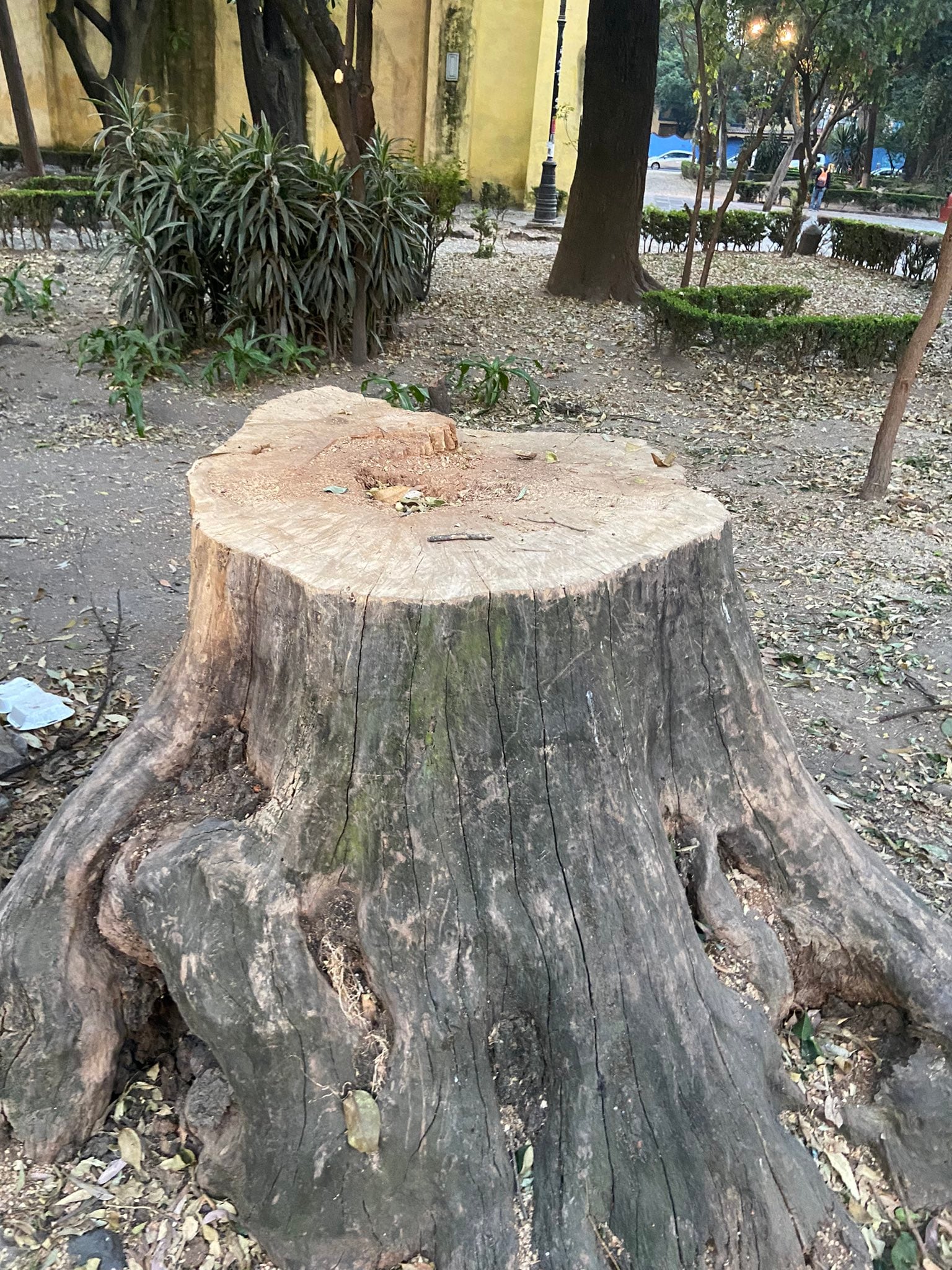 Tala de arboles en alcaldía Coyoacán
